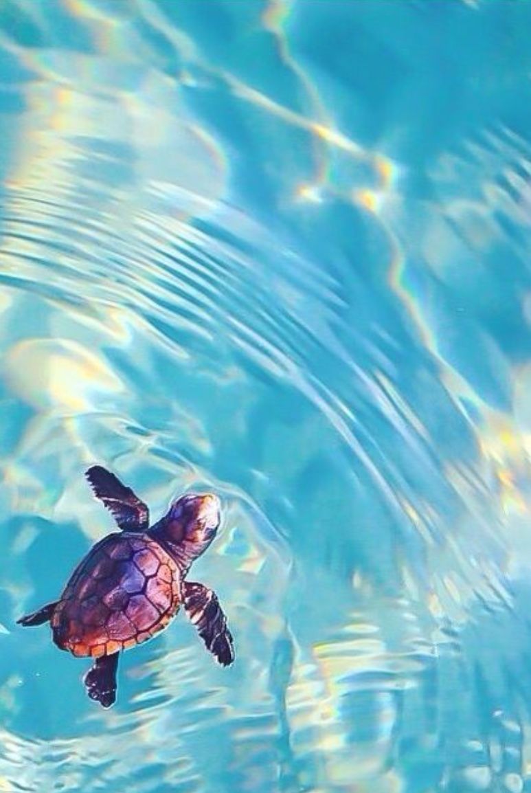 Aesthetic Turtle Wallpapers