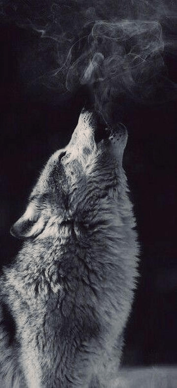 Aesthetic Wolf Wallpapers