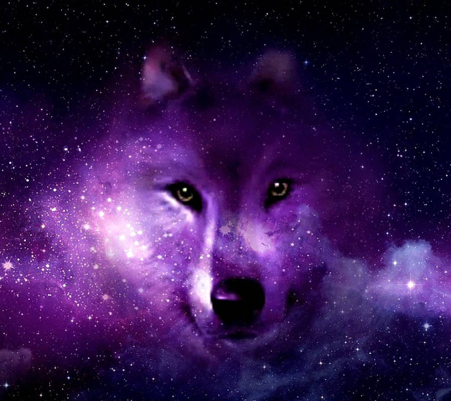 Aesthetic Wolf Wallpapers