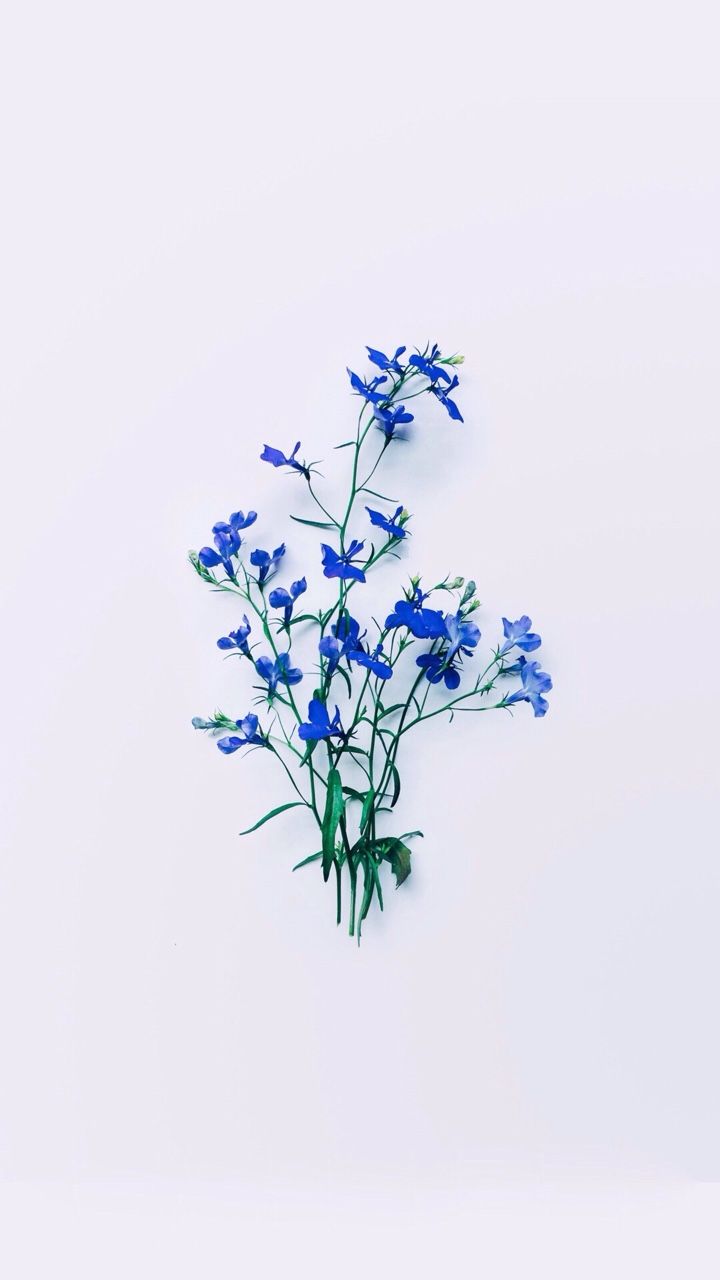 Aesthetics Blue Drawn Flower Wallpapers