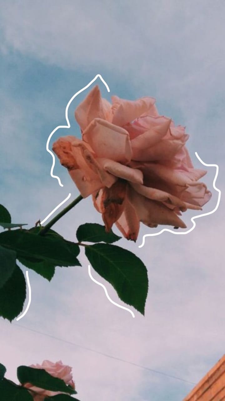 Aesthetics Flower Grunge Wallpapers