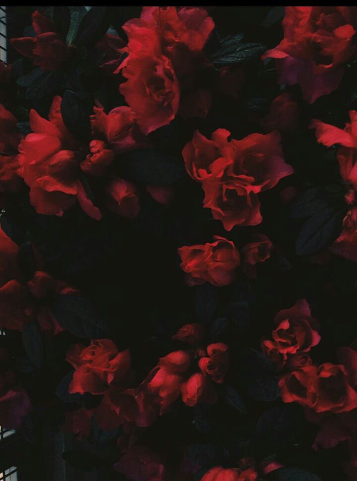 Aesthetics Flower Grunge Wallpapers