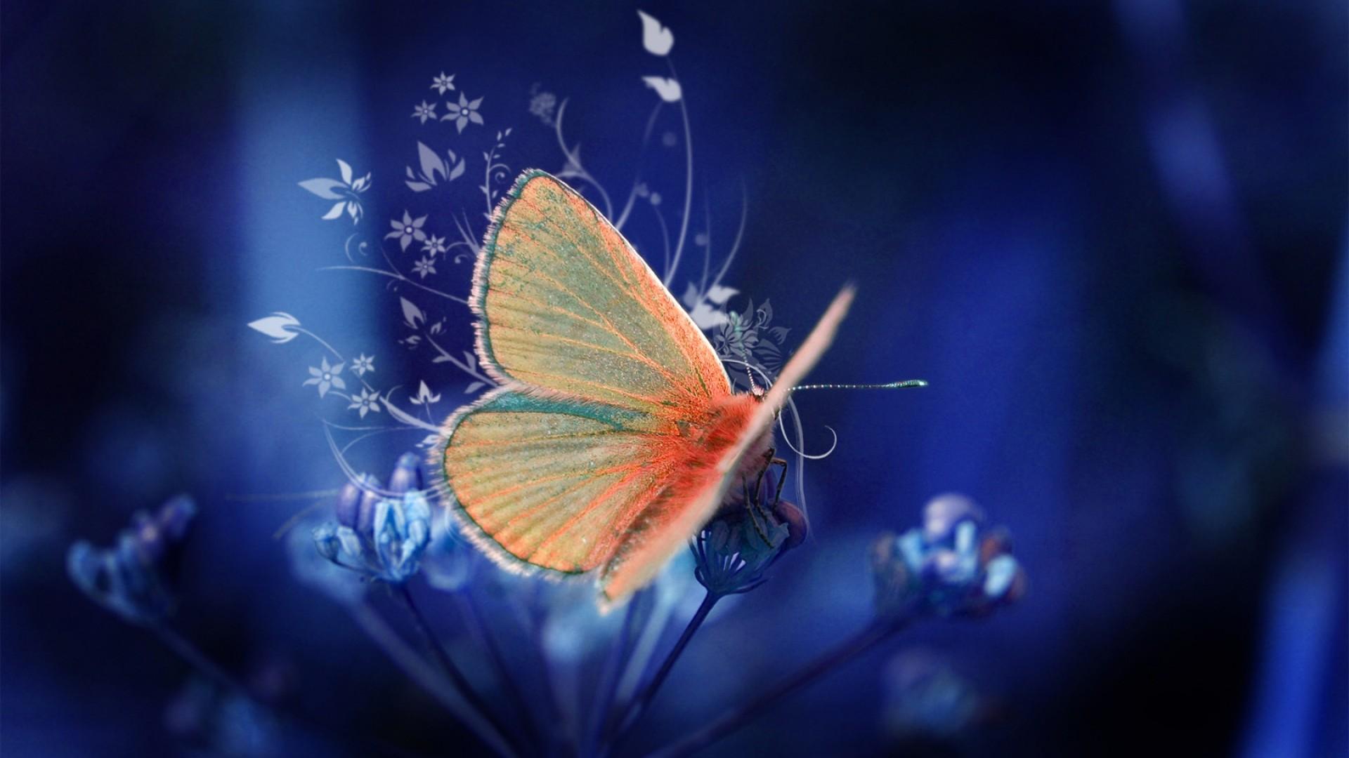 3D Butterfly Wallpapers