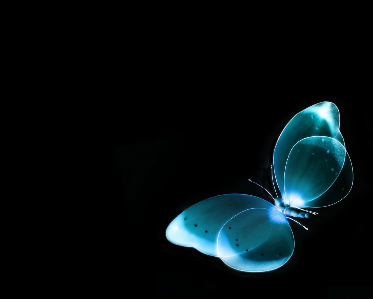 3D Butterfly Wallpapers