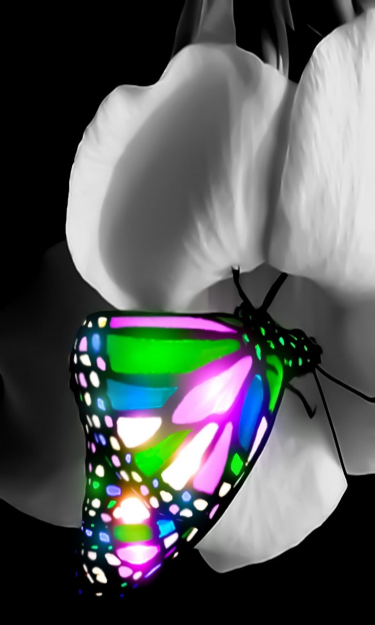 3D Butterfly Wallpapers