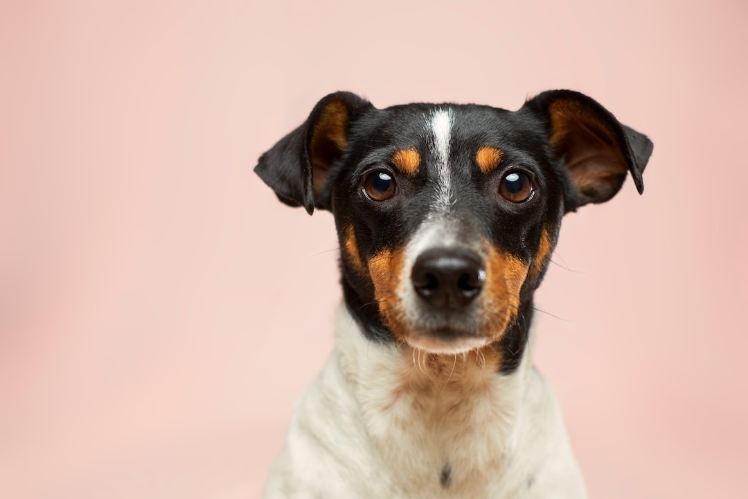 3D Dog Wallpapers