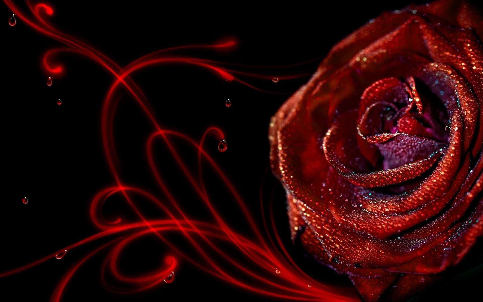 3D Flower Rose Wallpapers