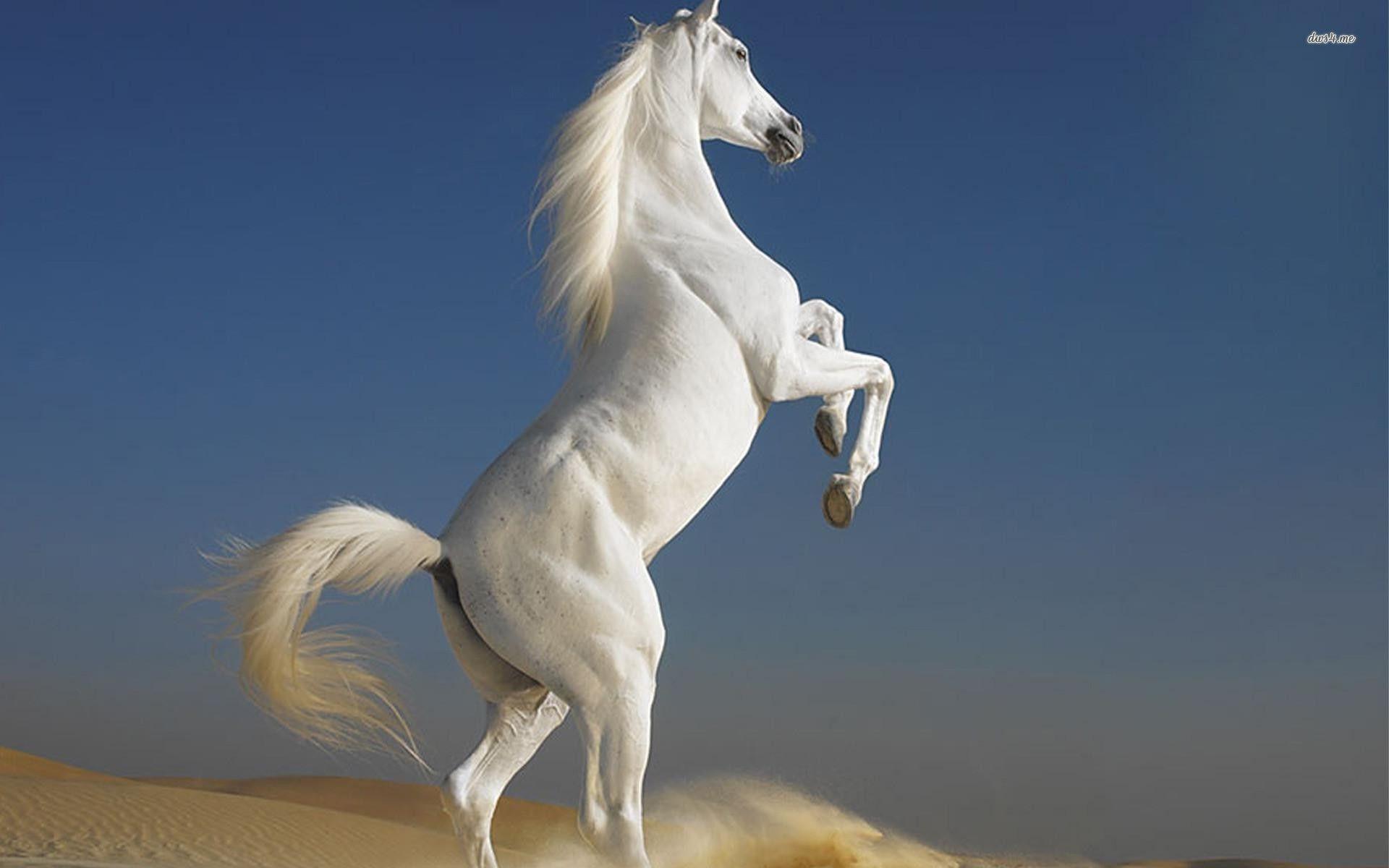 3D Horse Wallpapers