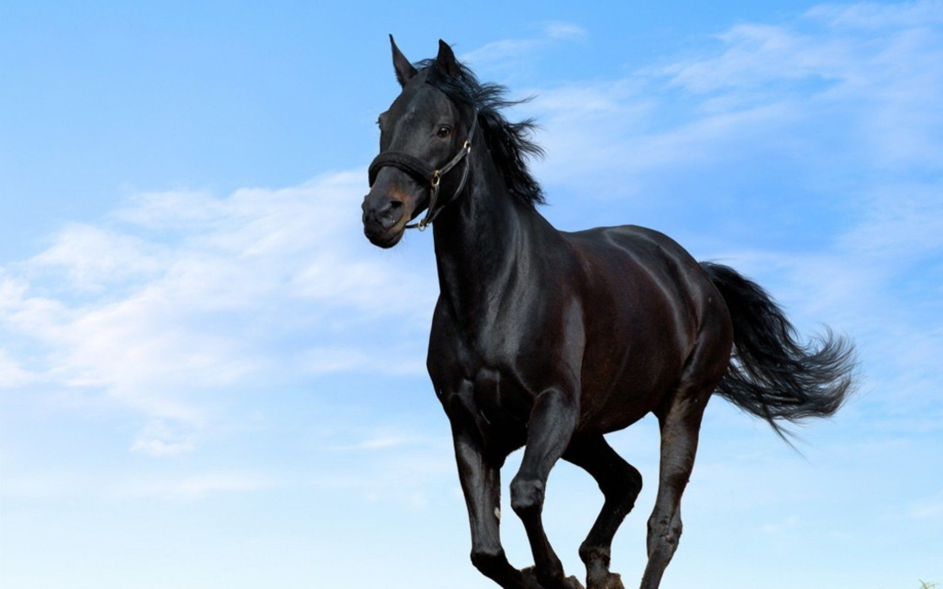 3D Horse Wallpapers