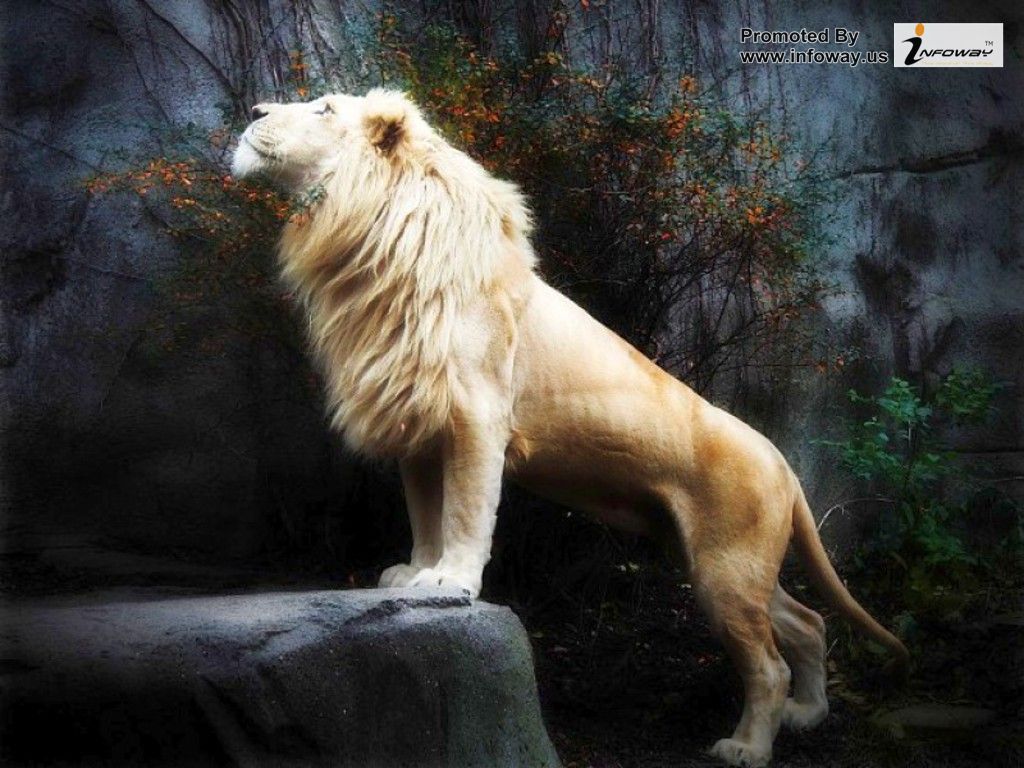 3D Lion Wallpapers