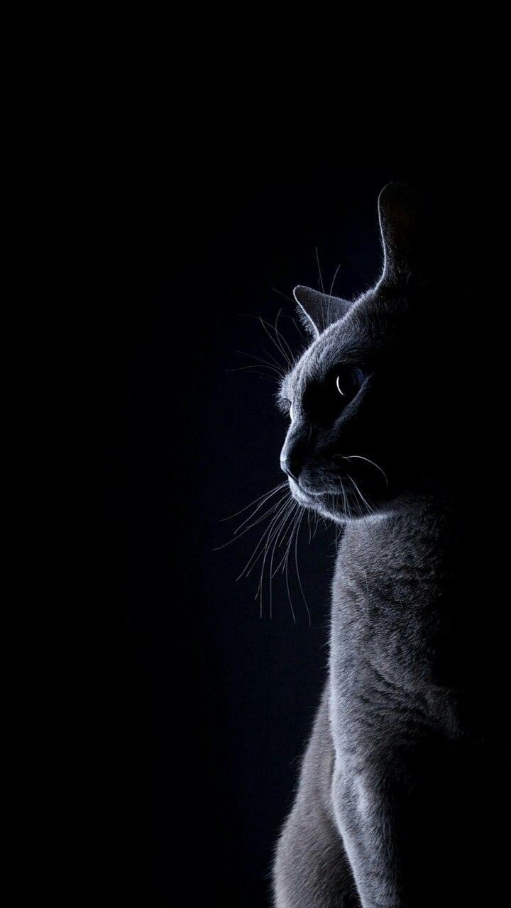 3D Cat Wallpapers