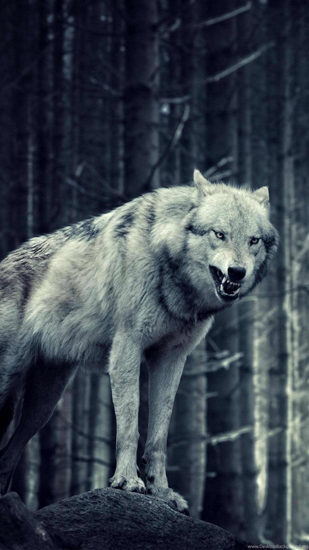 3D Wolf Wallpapers