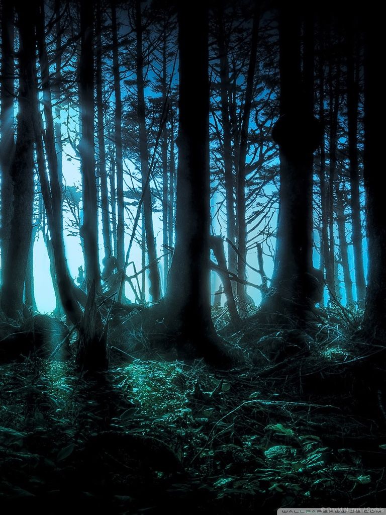 A Mysterious Forest Art Wallpapers