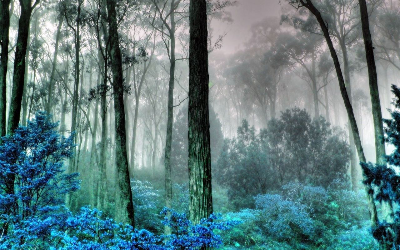 A Mysterious Forest Art Wallpapers