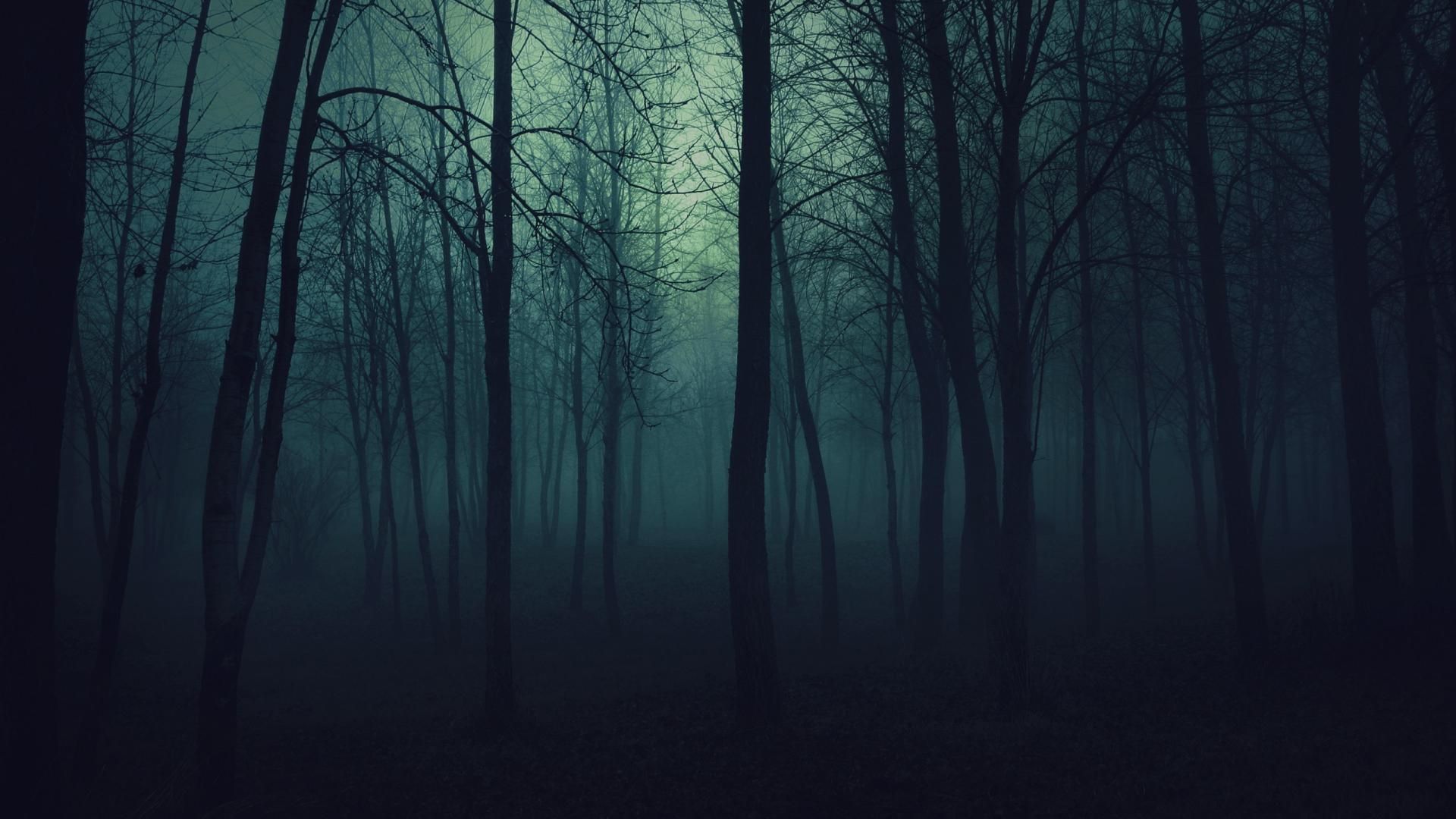 A Mysterious Forest Art Wallpapers