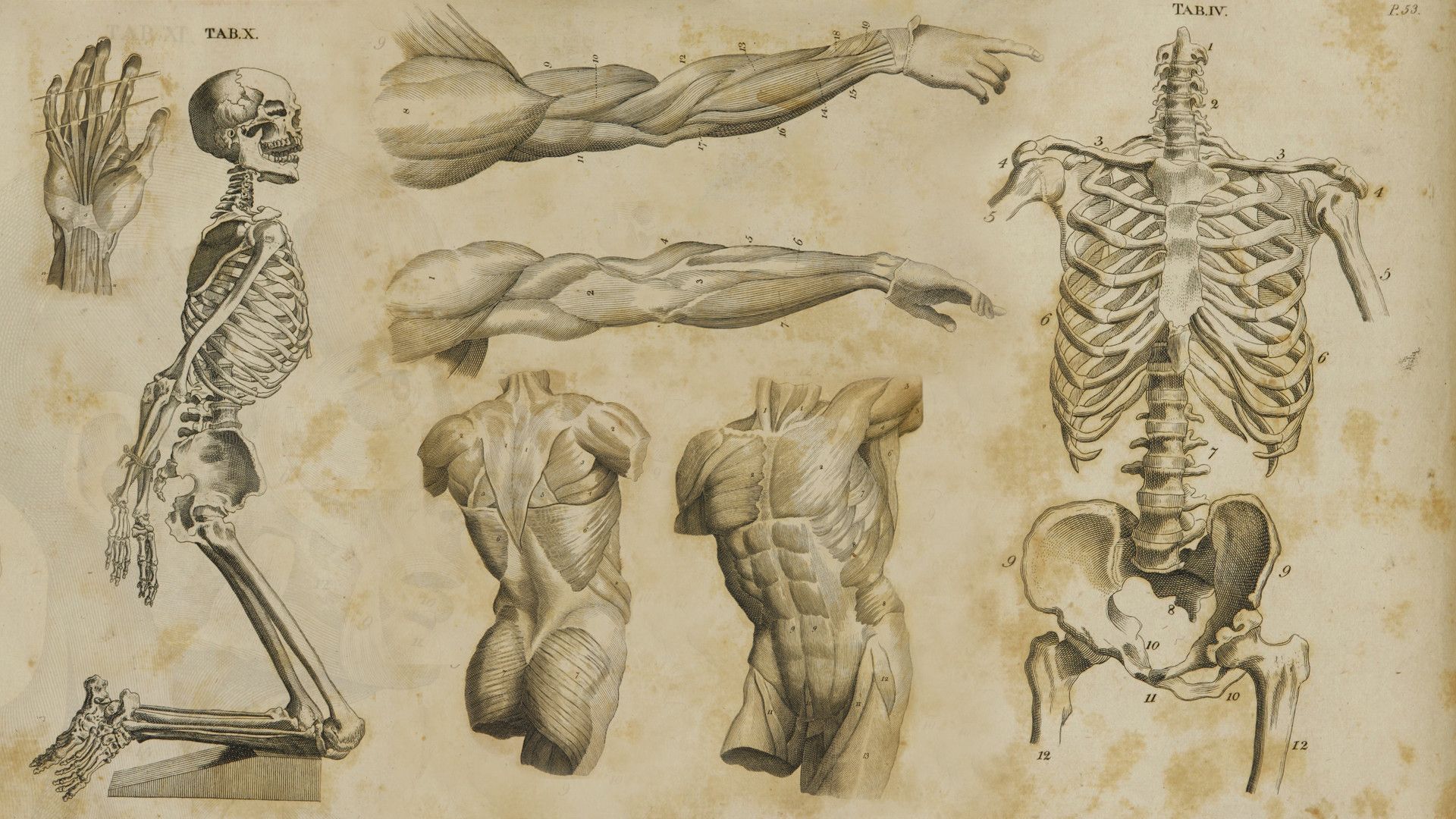 Anatomy Wallpapers