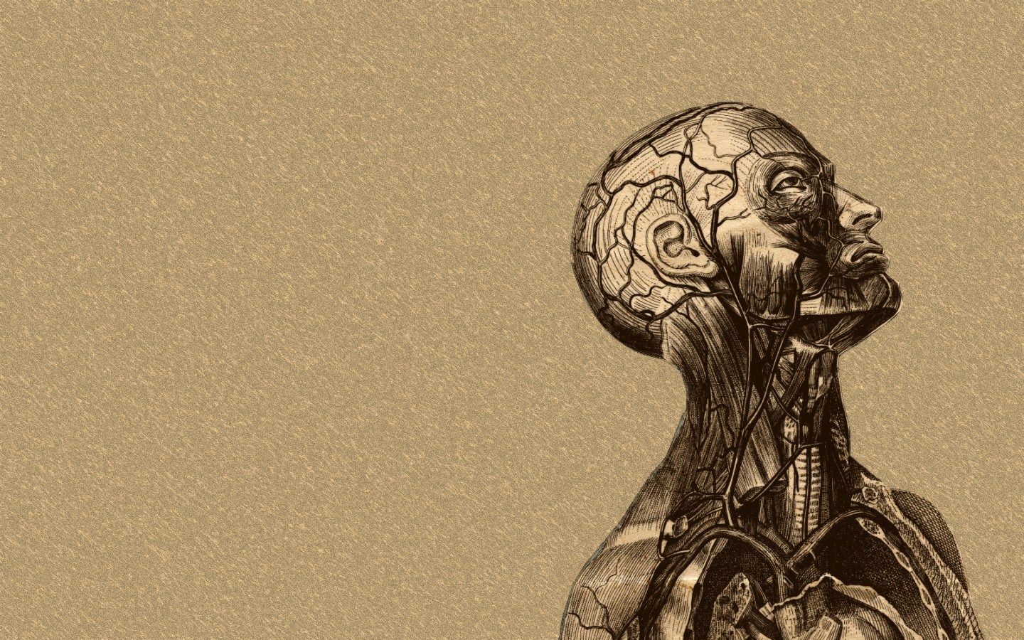 Anatomy Wallpapers
