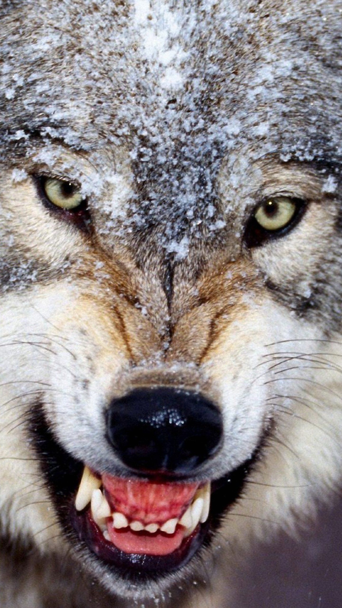 Angry Wolf Wallpapers