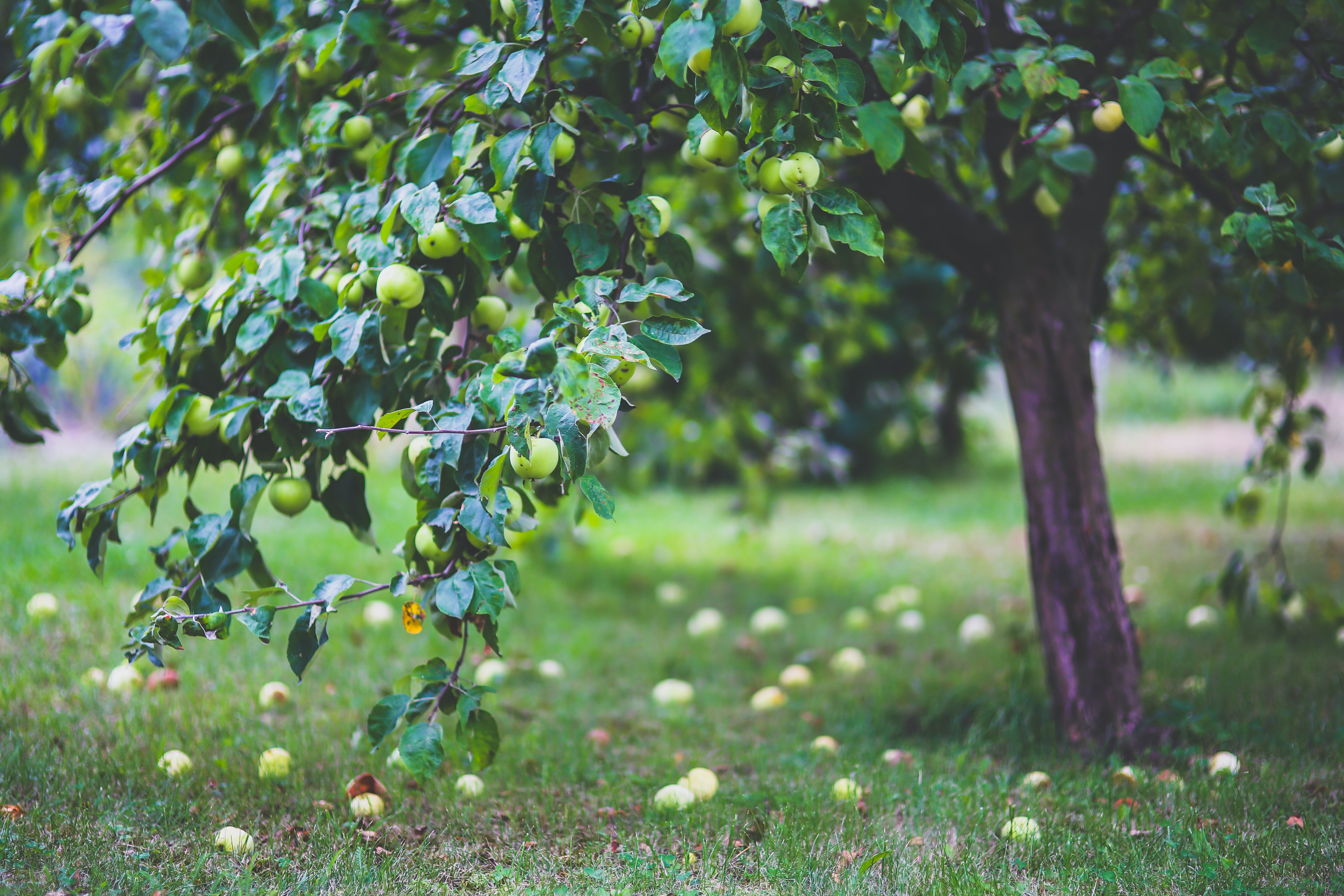 Apple Leaf Logo Wallpapers