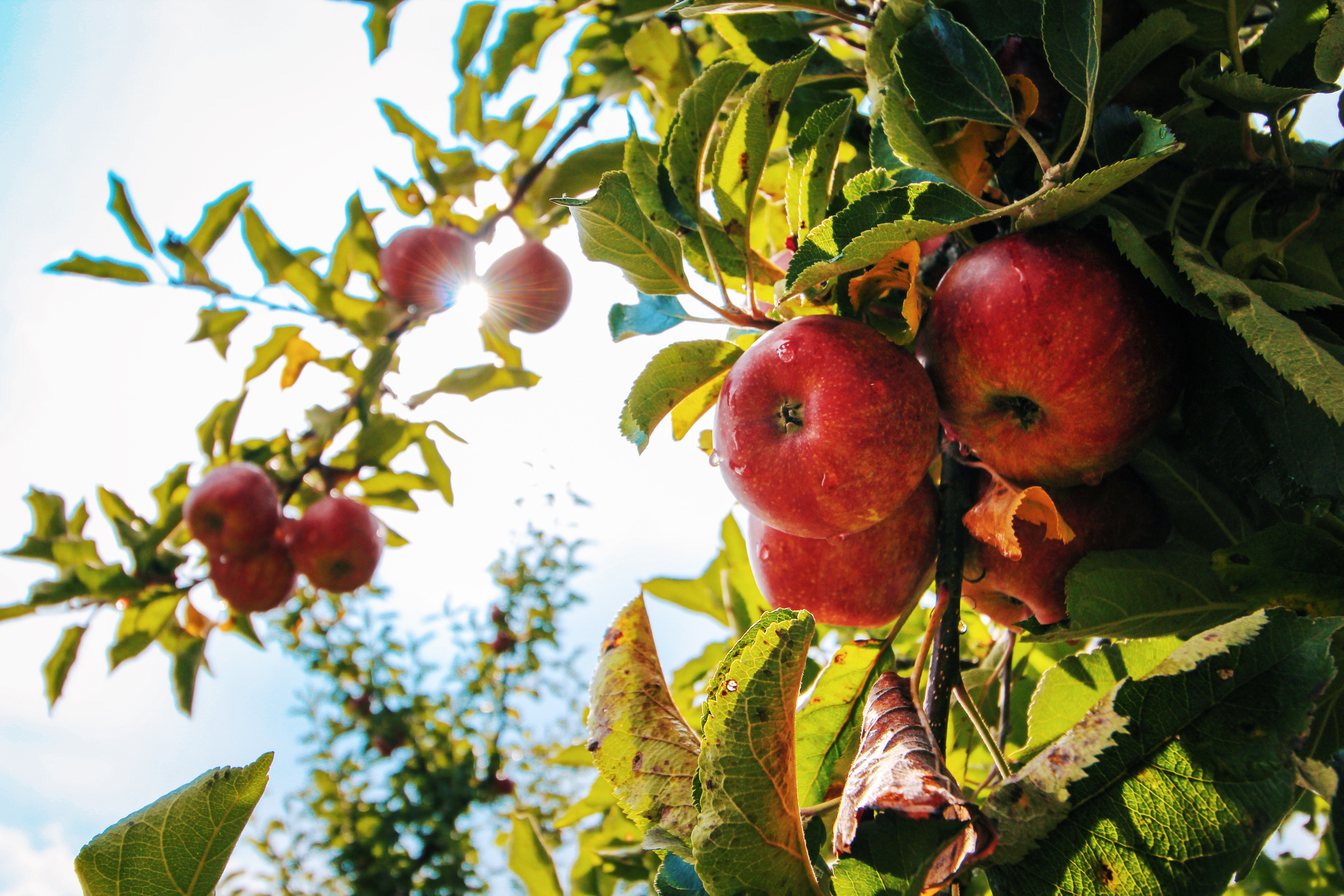 Apple Leaf Logo Wallpapers