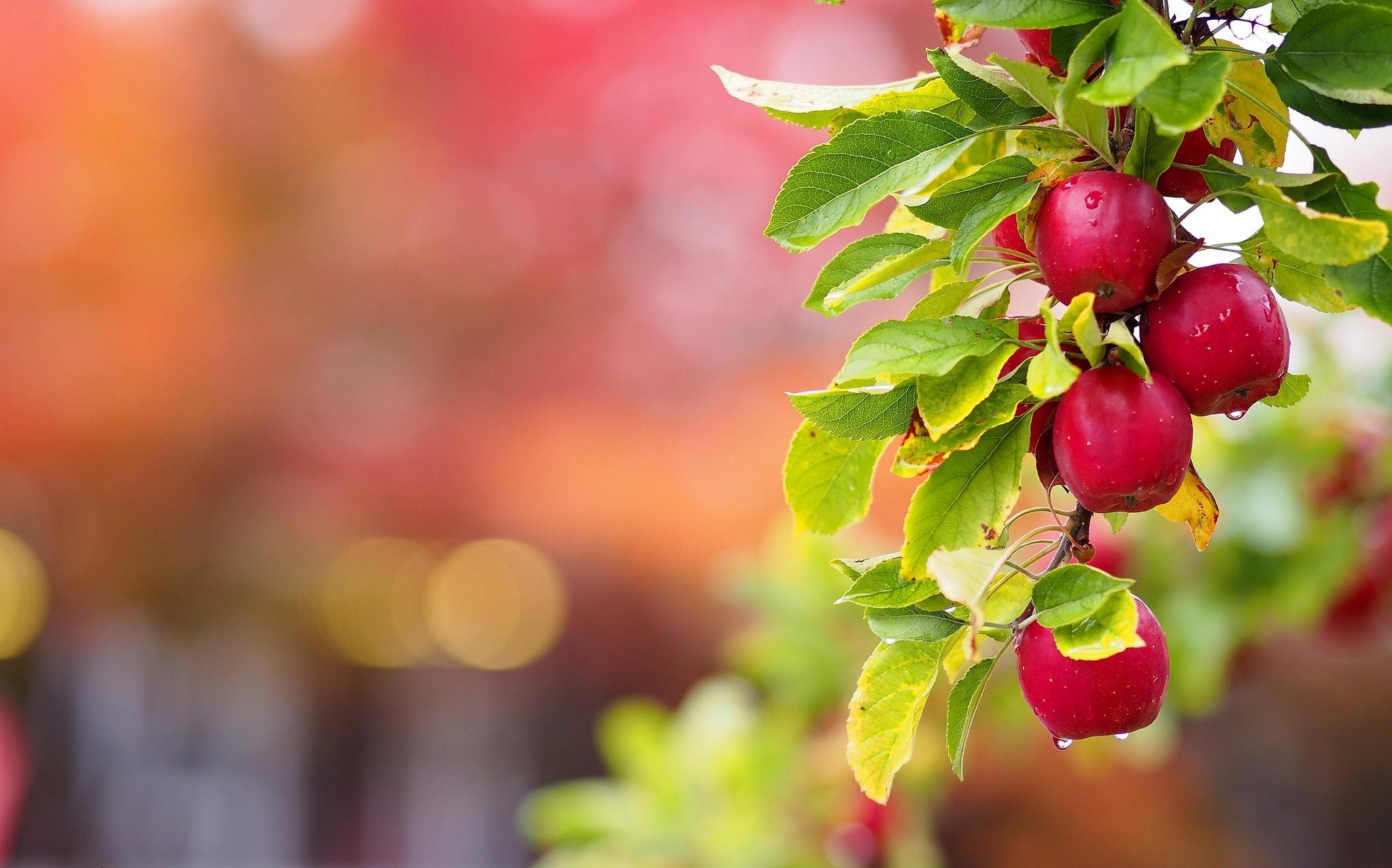 Apple Leaf Logo Wallpapers