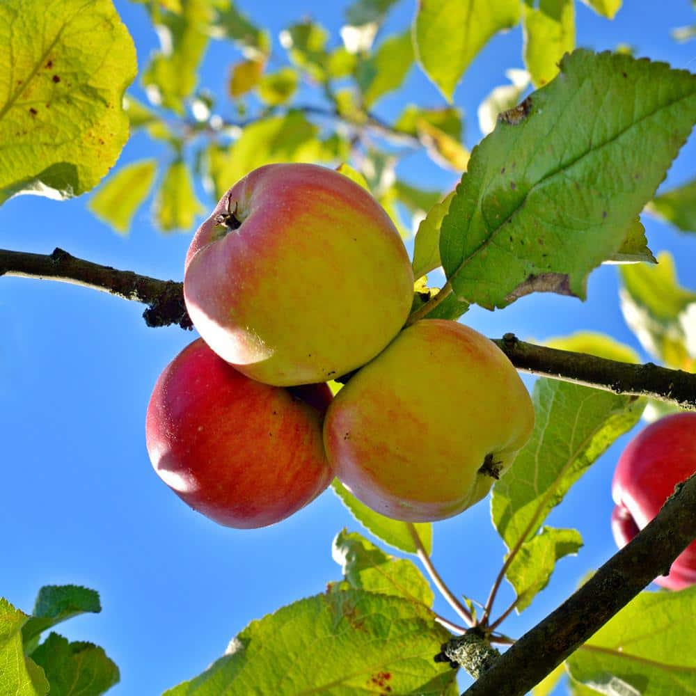 Apple Leaf Logo Wallpapers