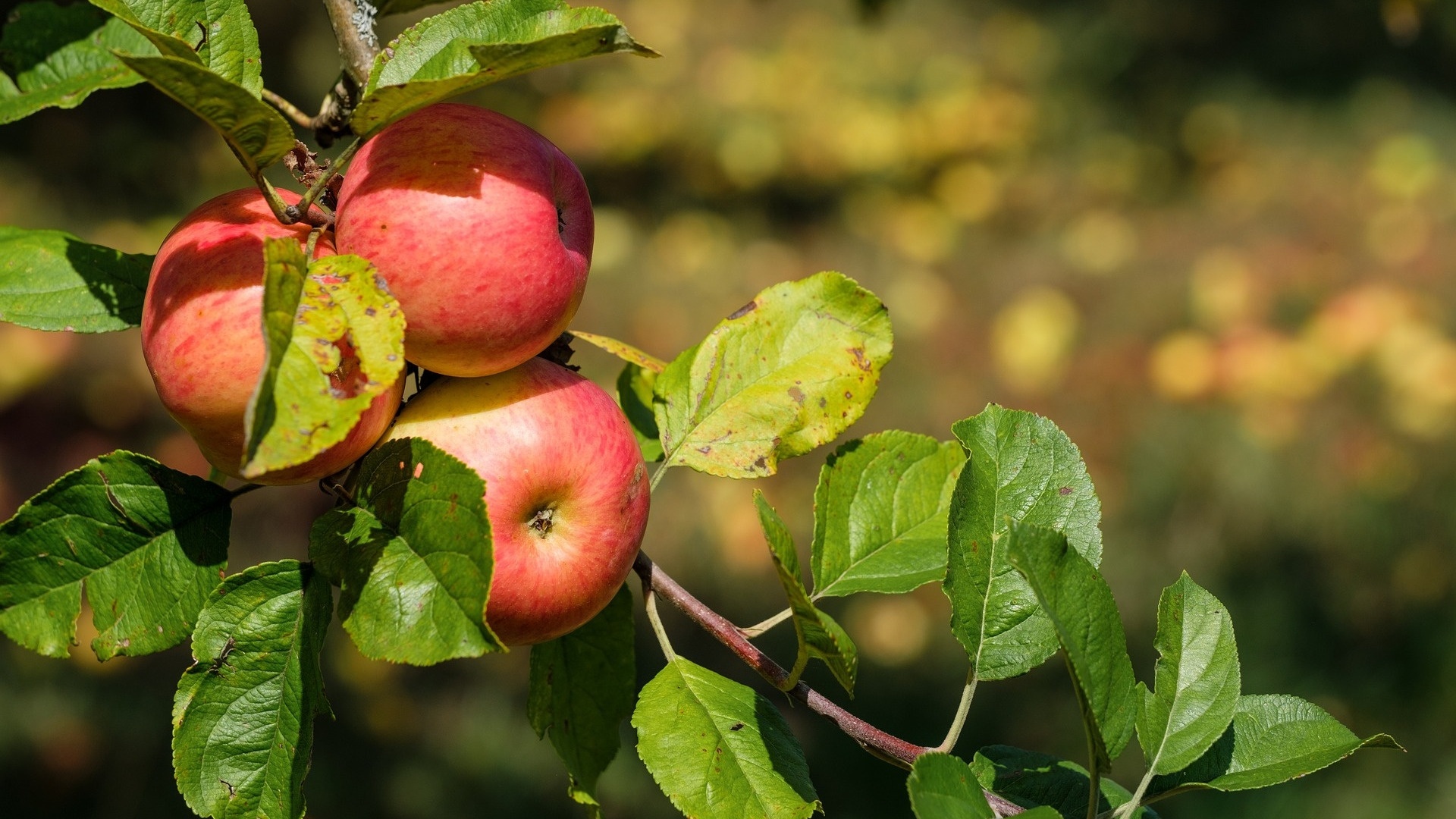 Apple Leaf Logo Wallpapers