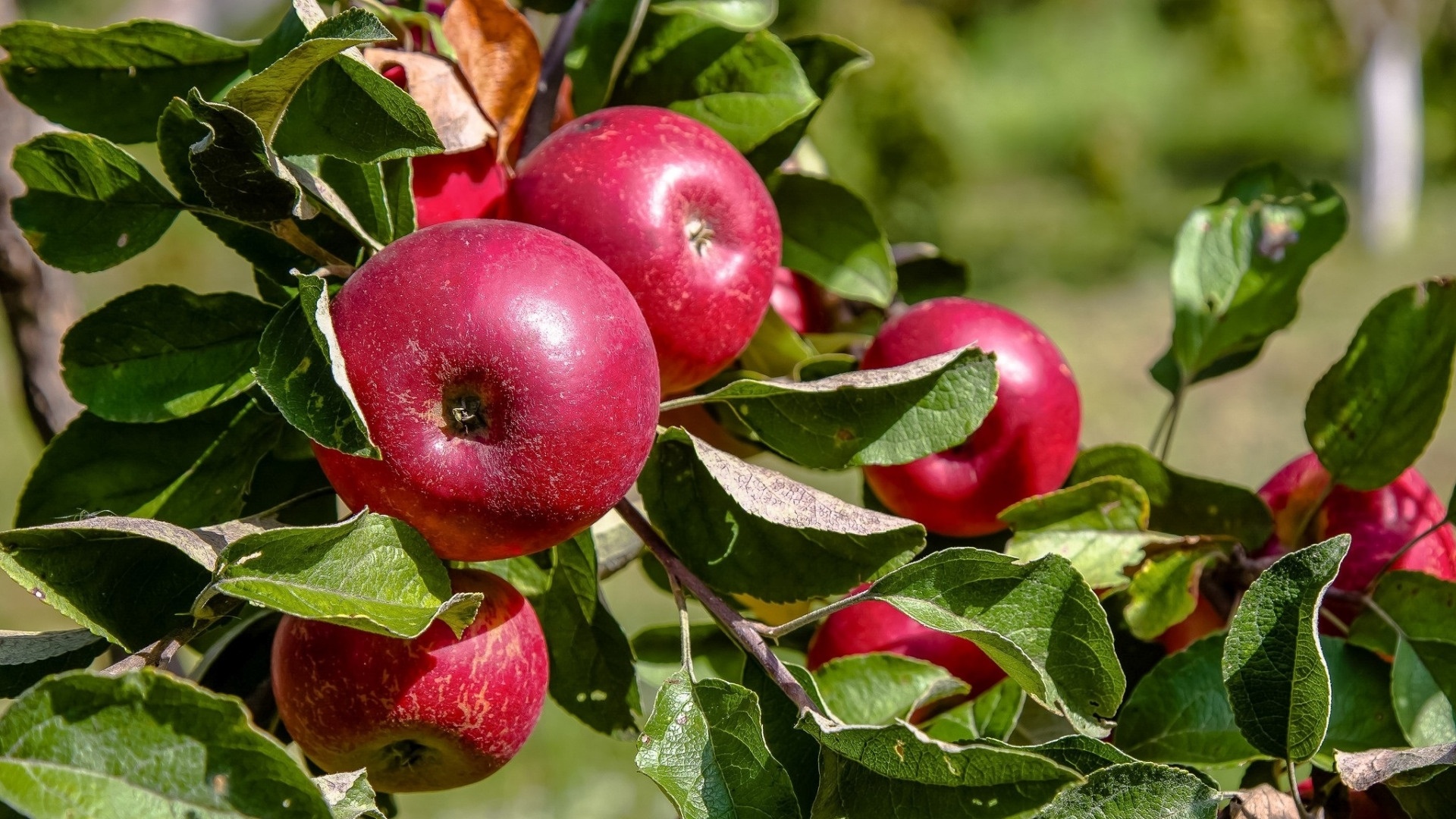 Apple Leaf Logo Wallpapers