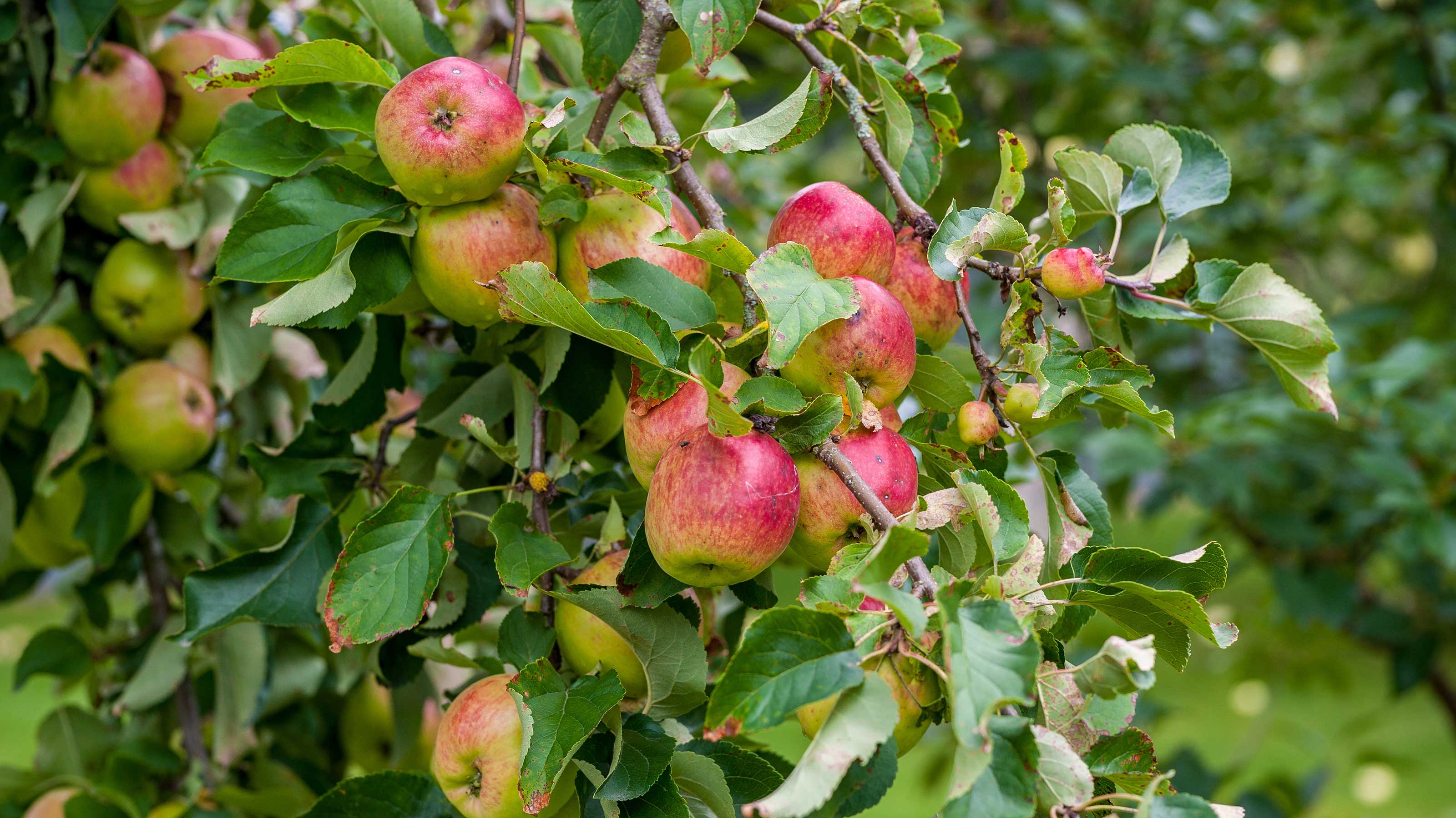 Apple Leaf Logo Wallpapers