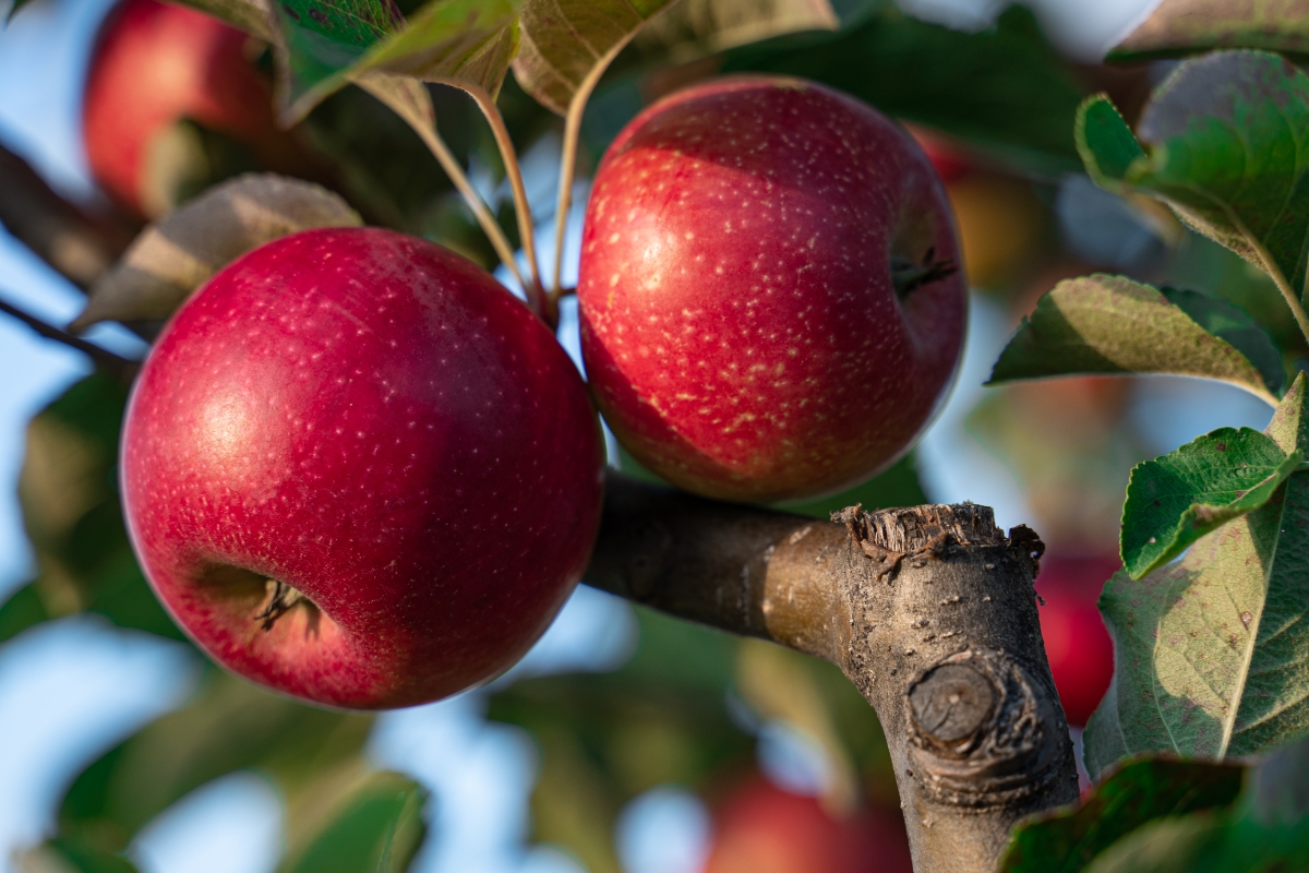 Apple Leaf Logo Wallpapers