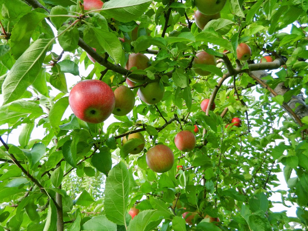 Apple Leaf Logo Wallpapers