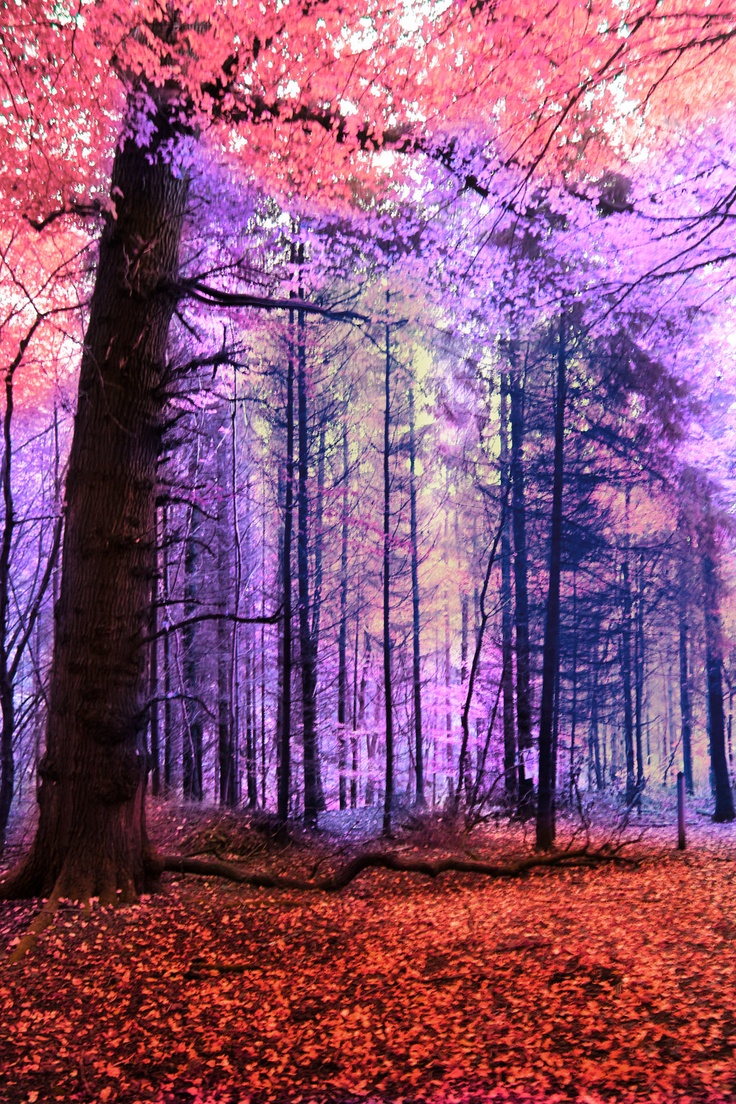 Beautiful Artistic Sunrise In Forest Wallpapers