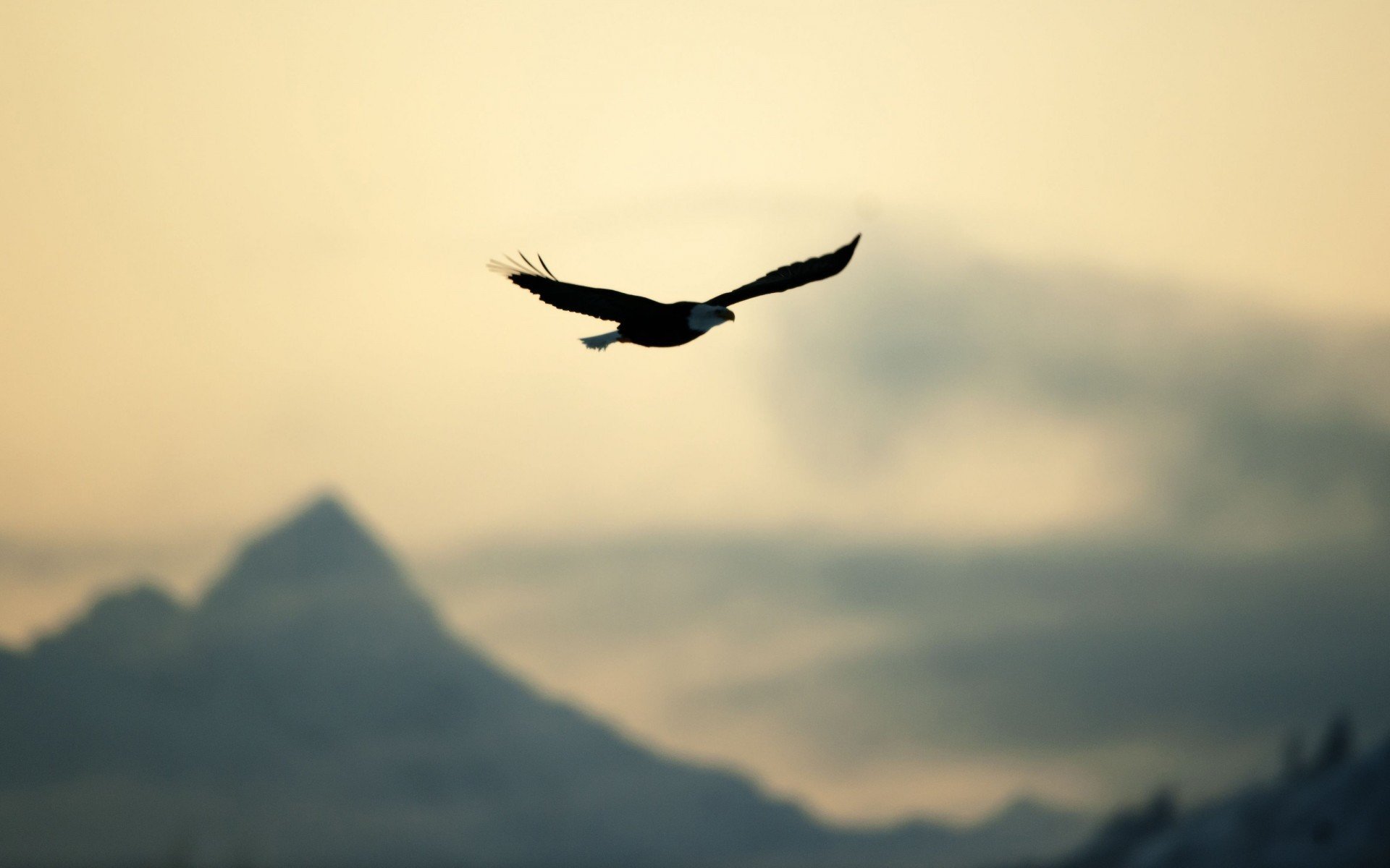 Birds Flying Over Mountains Wallpapers