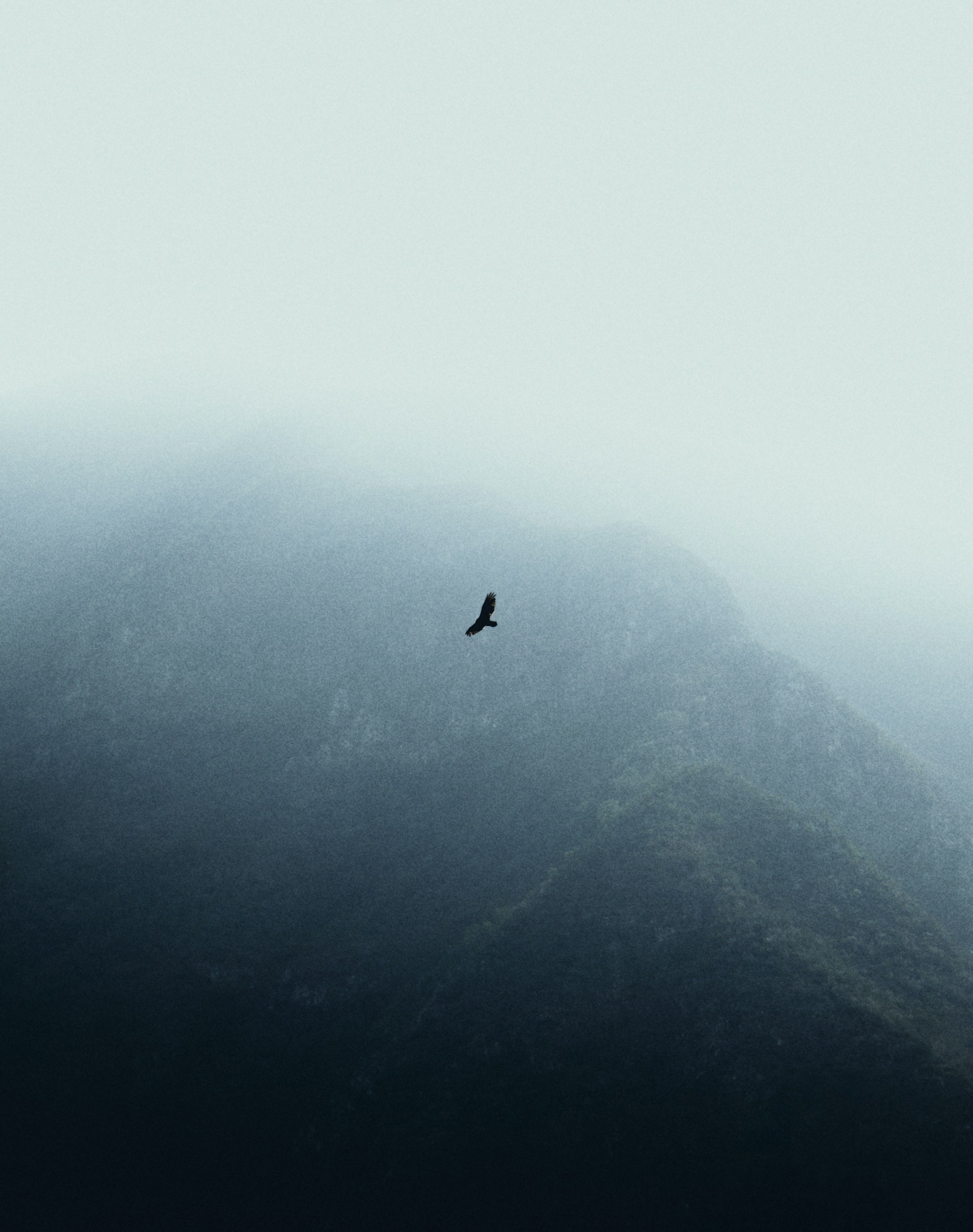 Birds Flying Over Mountains Wallpapers