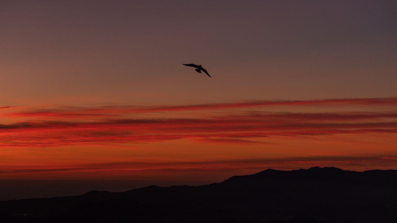 Birds Flying Over Mountains Wallpapers