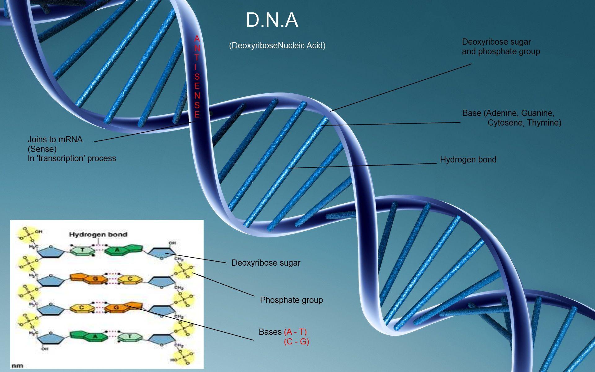 Dna Structure Wallpapers