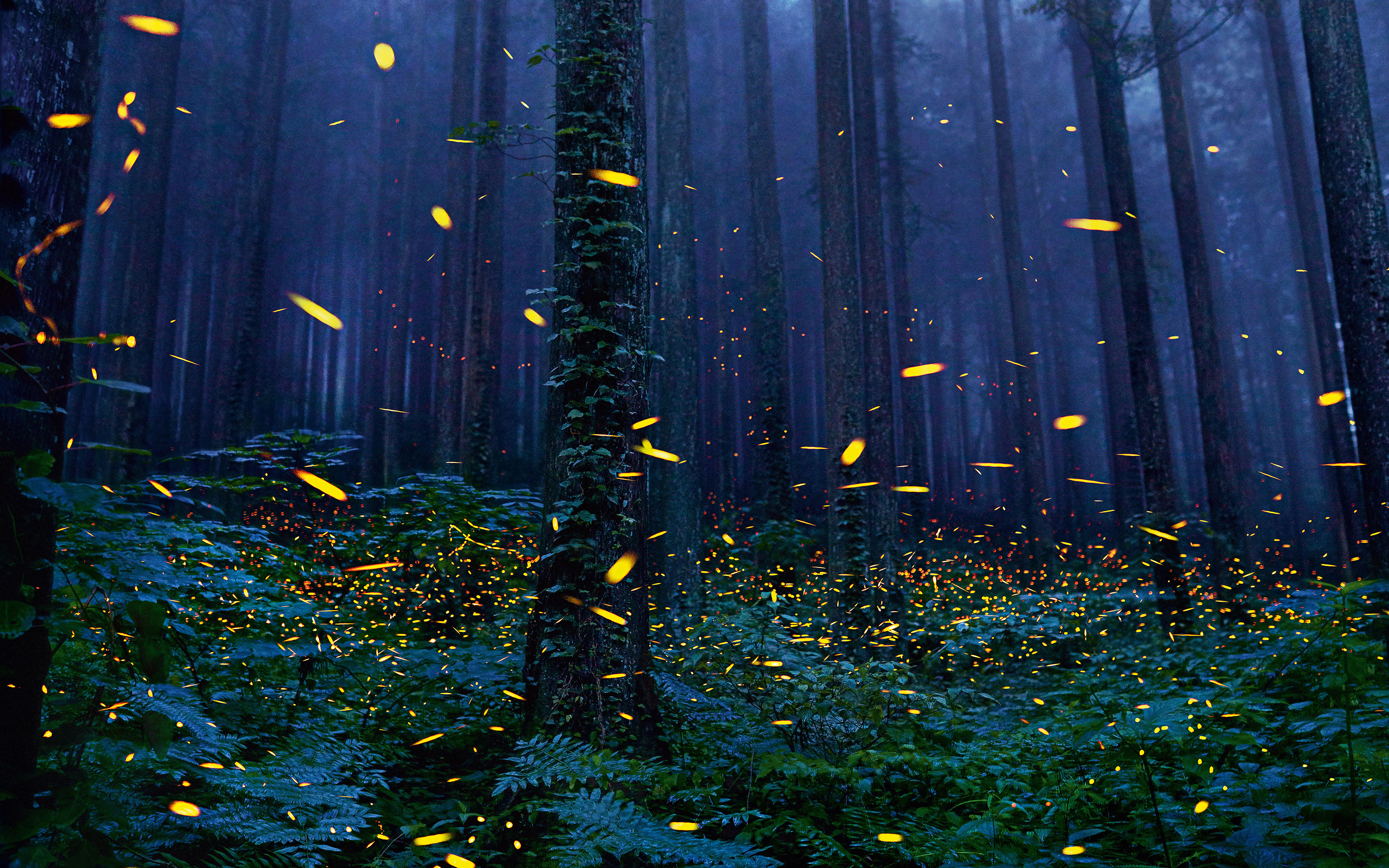 Fireflies Wallpapers