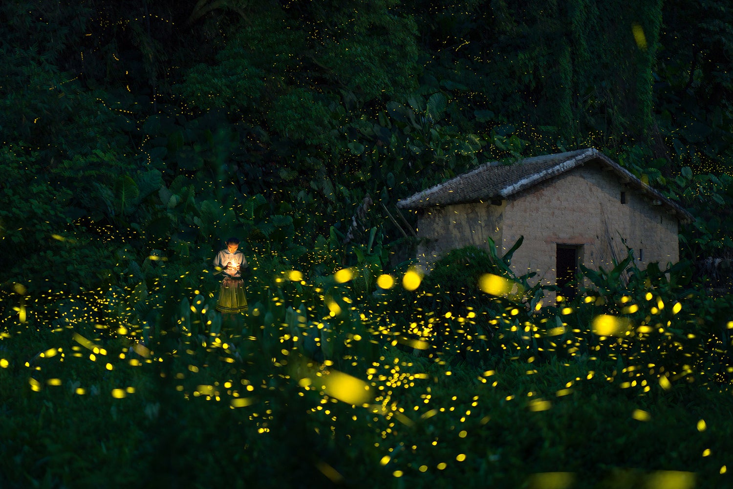 Fireflies Wallpapers