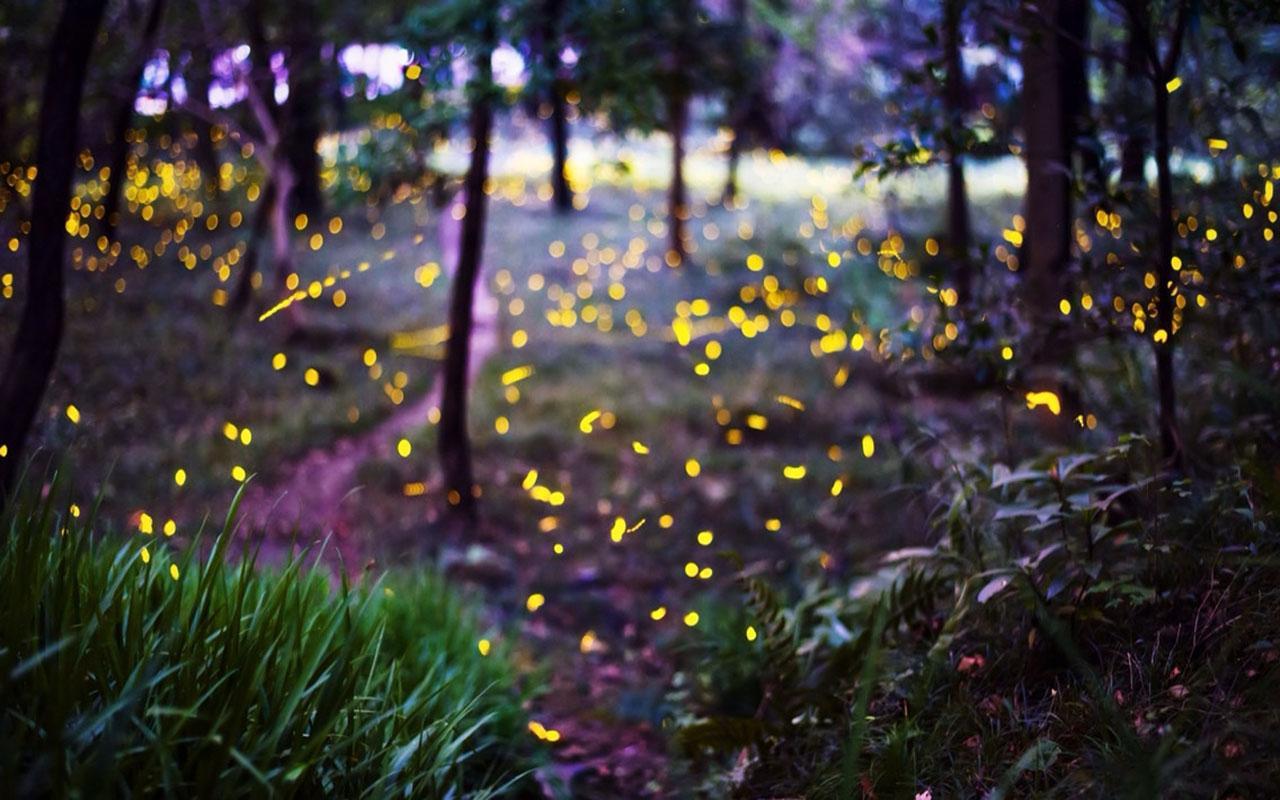 Fireflies Wallpapers