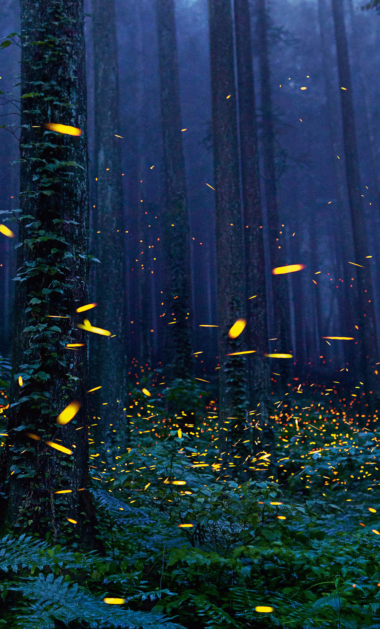 Fireflies Wallpapers