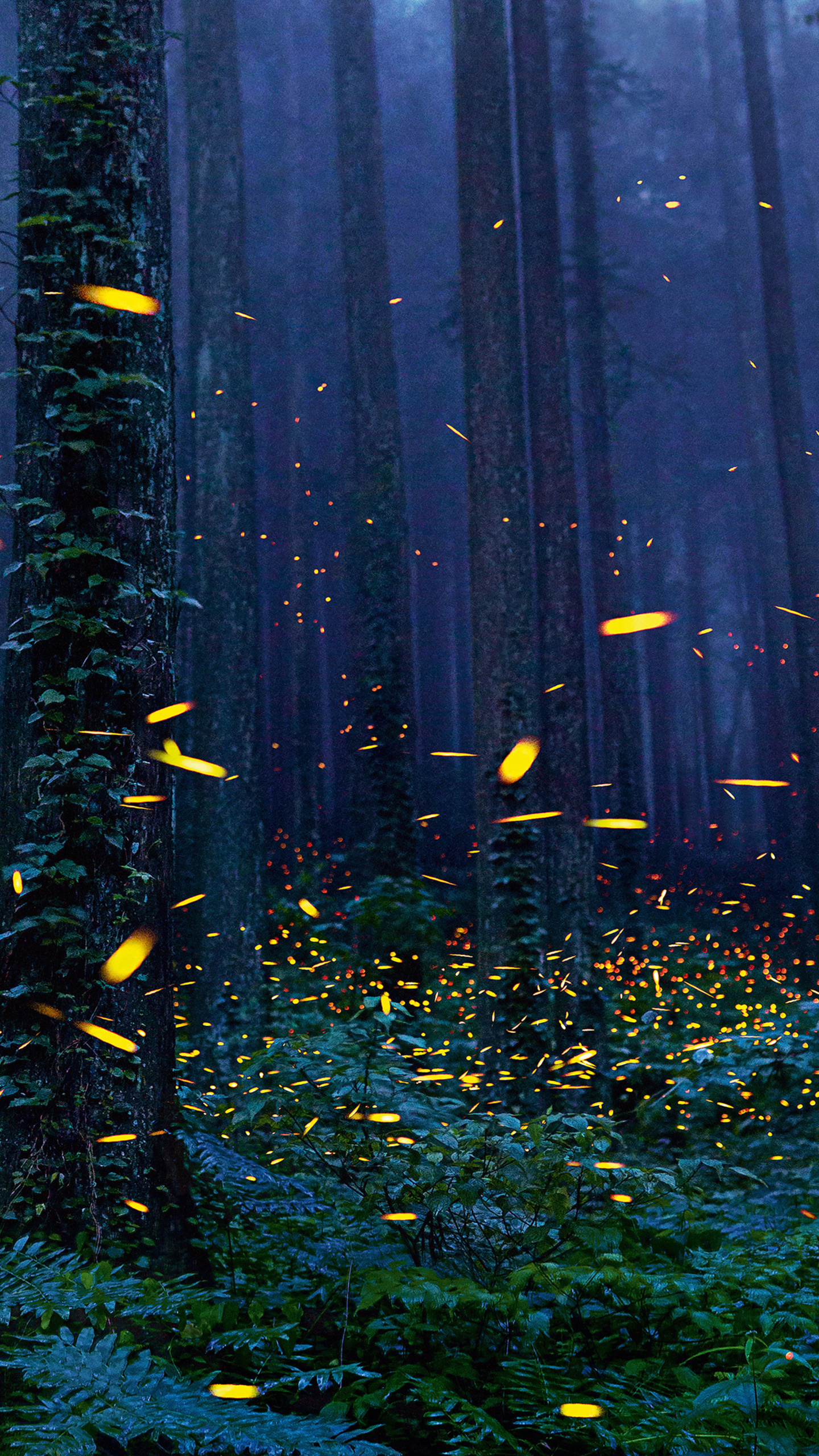 Fireflies Wallpapers