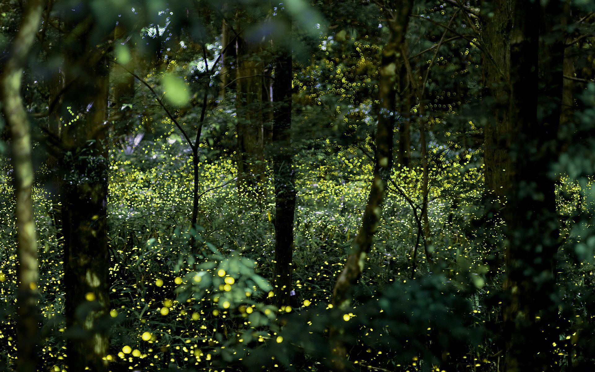 Fireflies Wallpapers