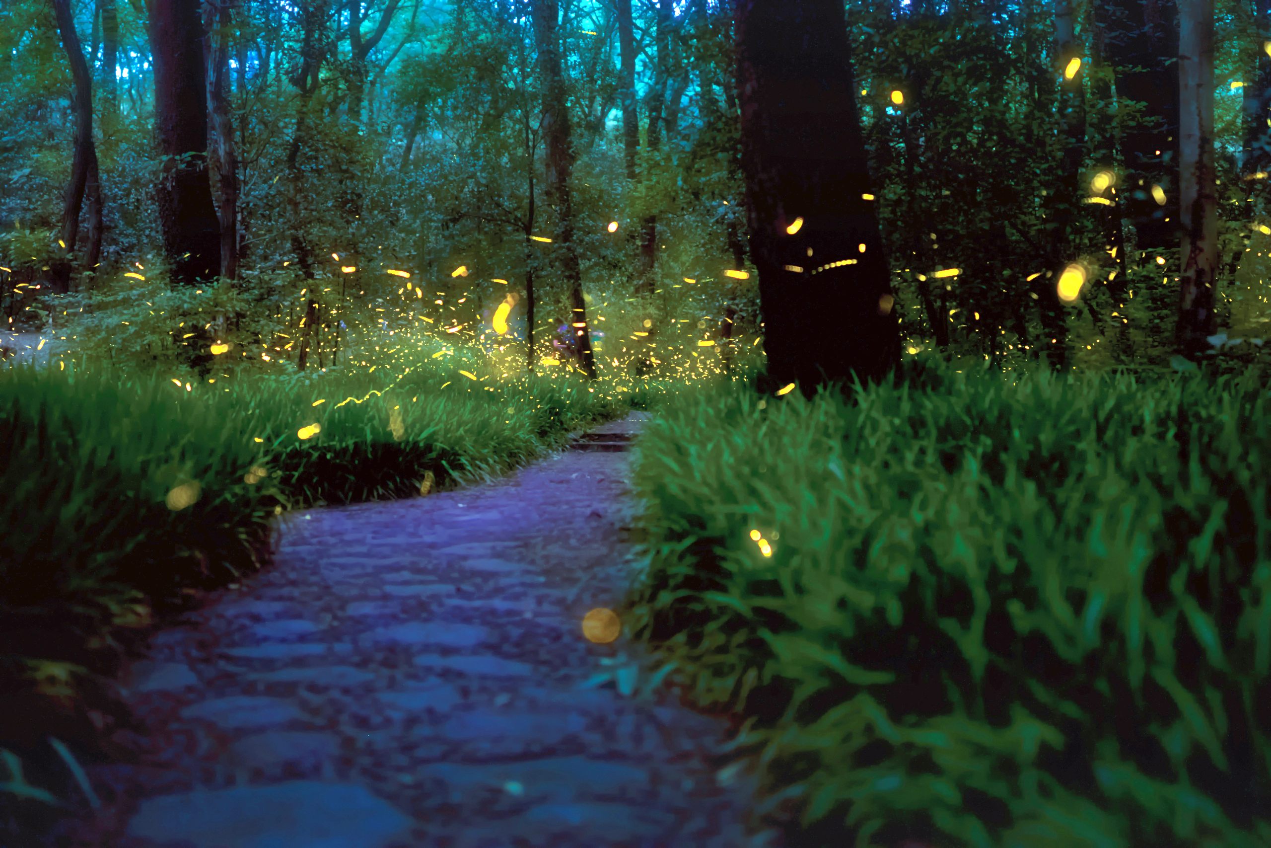 Fireflies Wallpapers