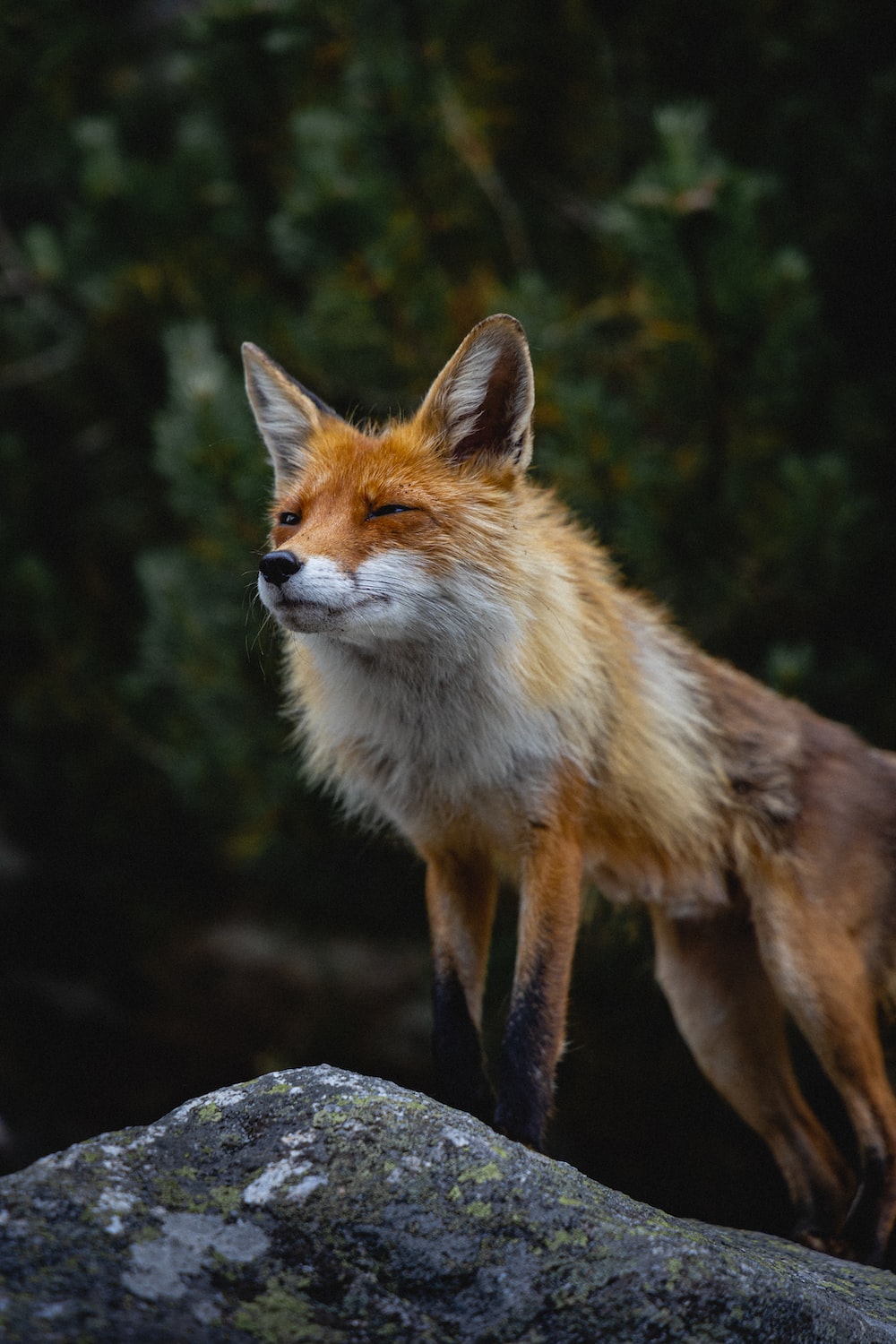 Fox Animal Artwork Wallpapers