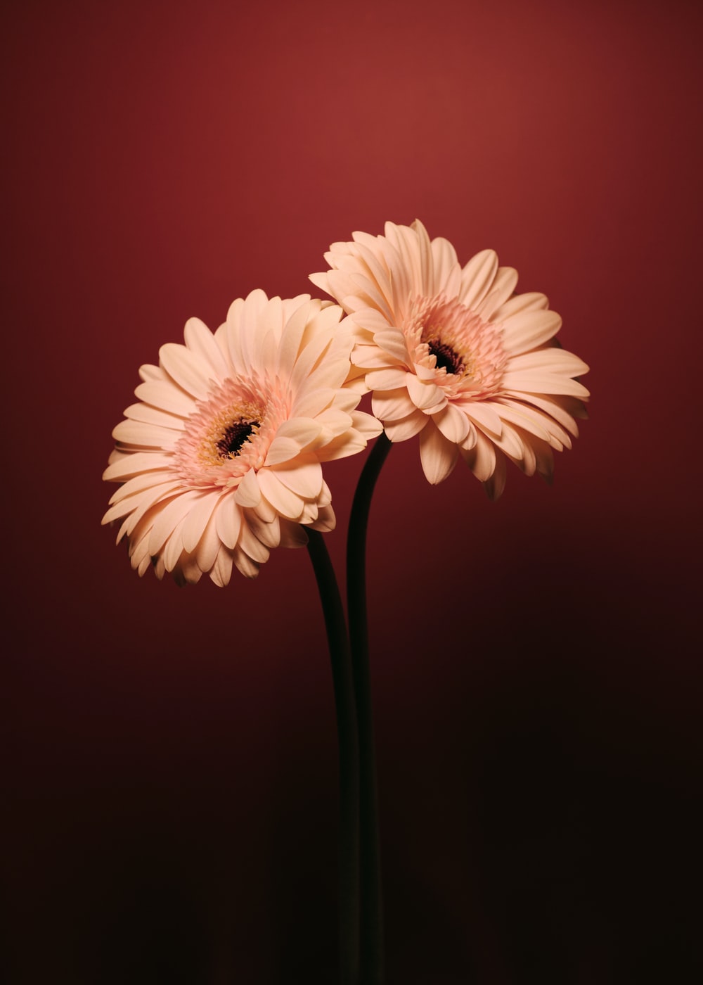 Gerbera Flower Fantasy Wallpapers