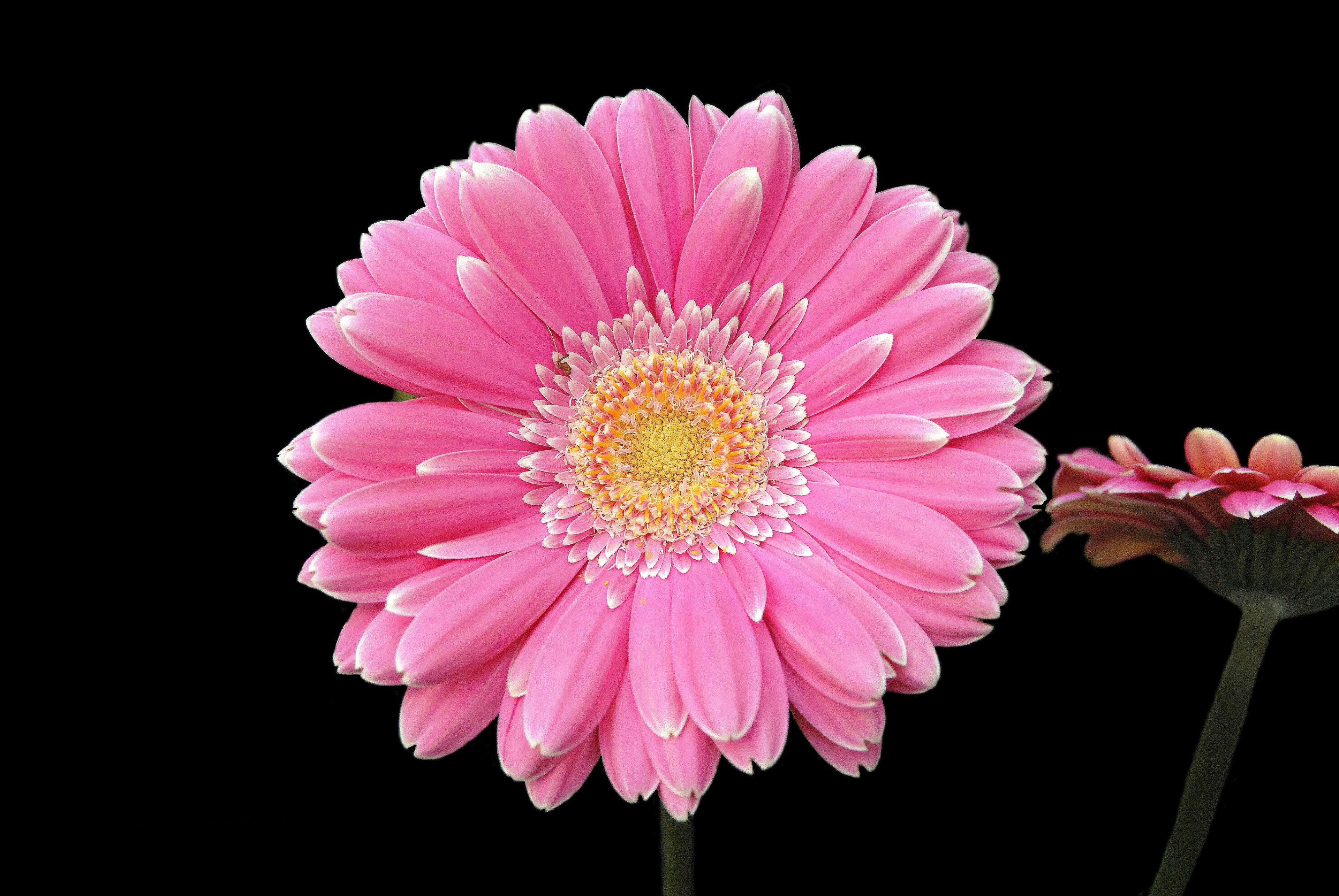 Gerbera Flower Fantasy Wallpapers