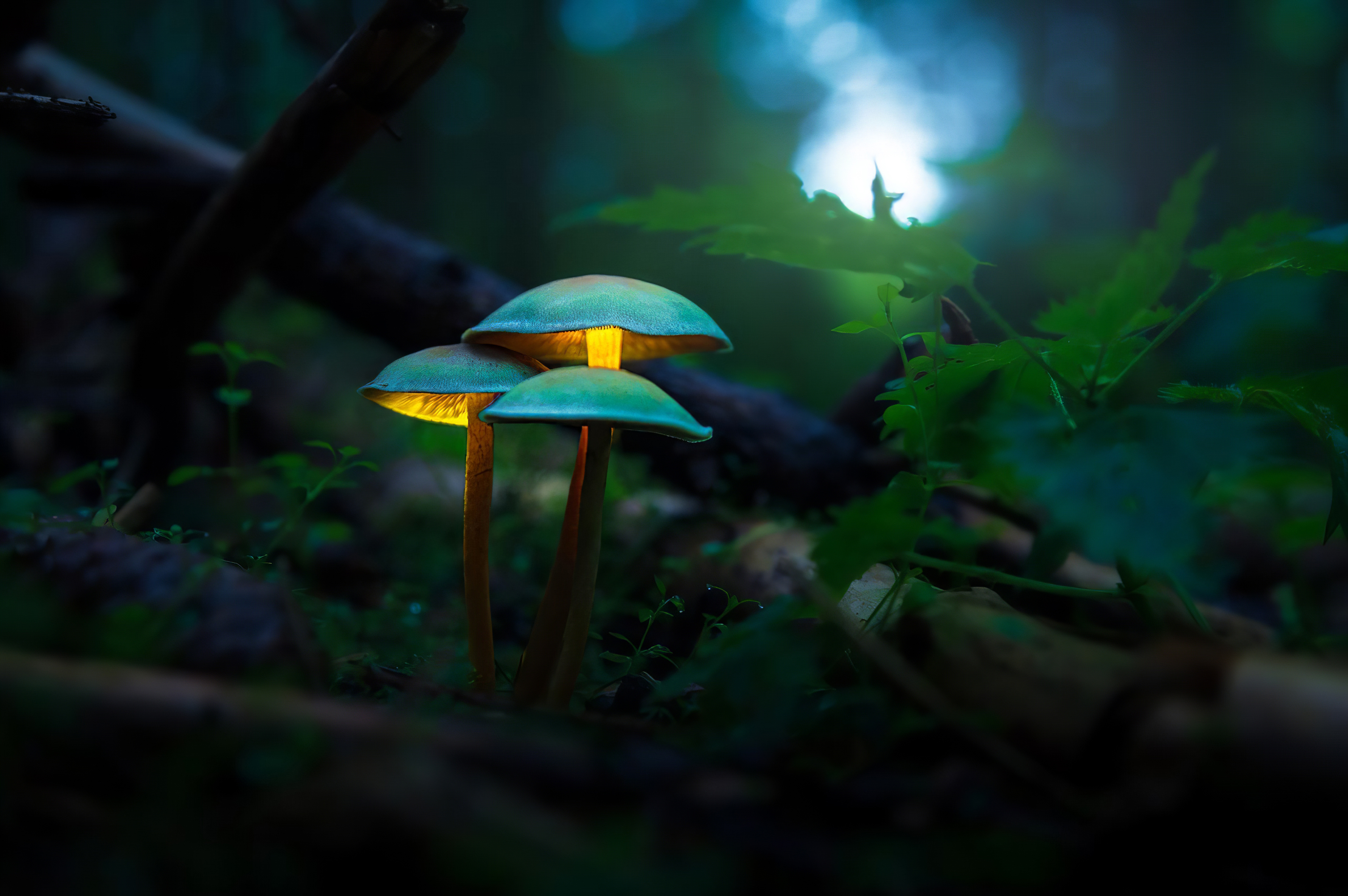 Glowing Mushroom Hd Wallpapers