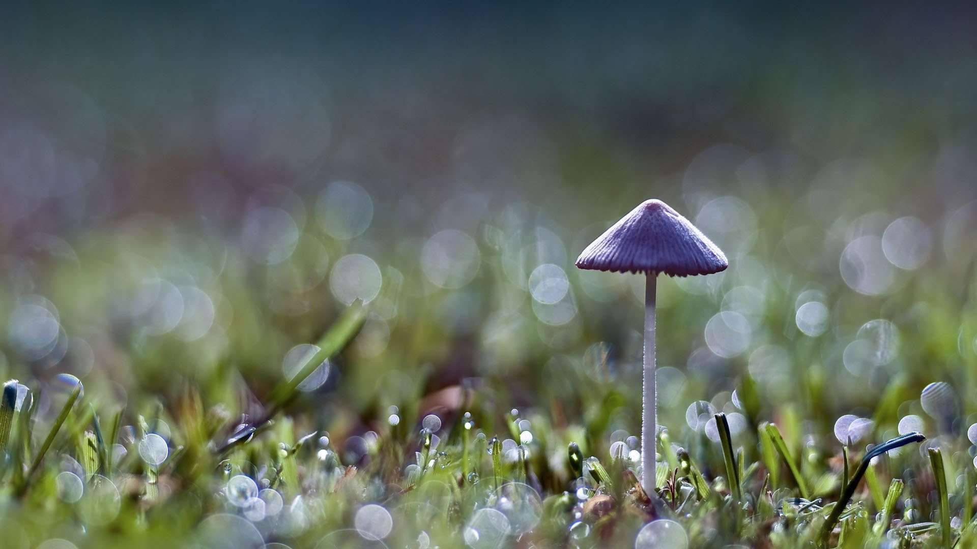 Glowing Mushroom Hd Wallpapers