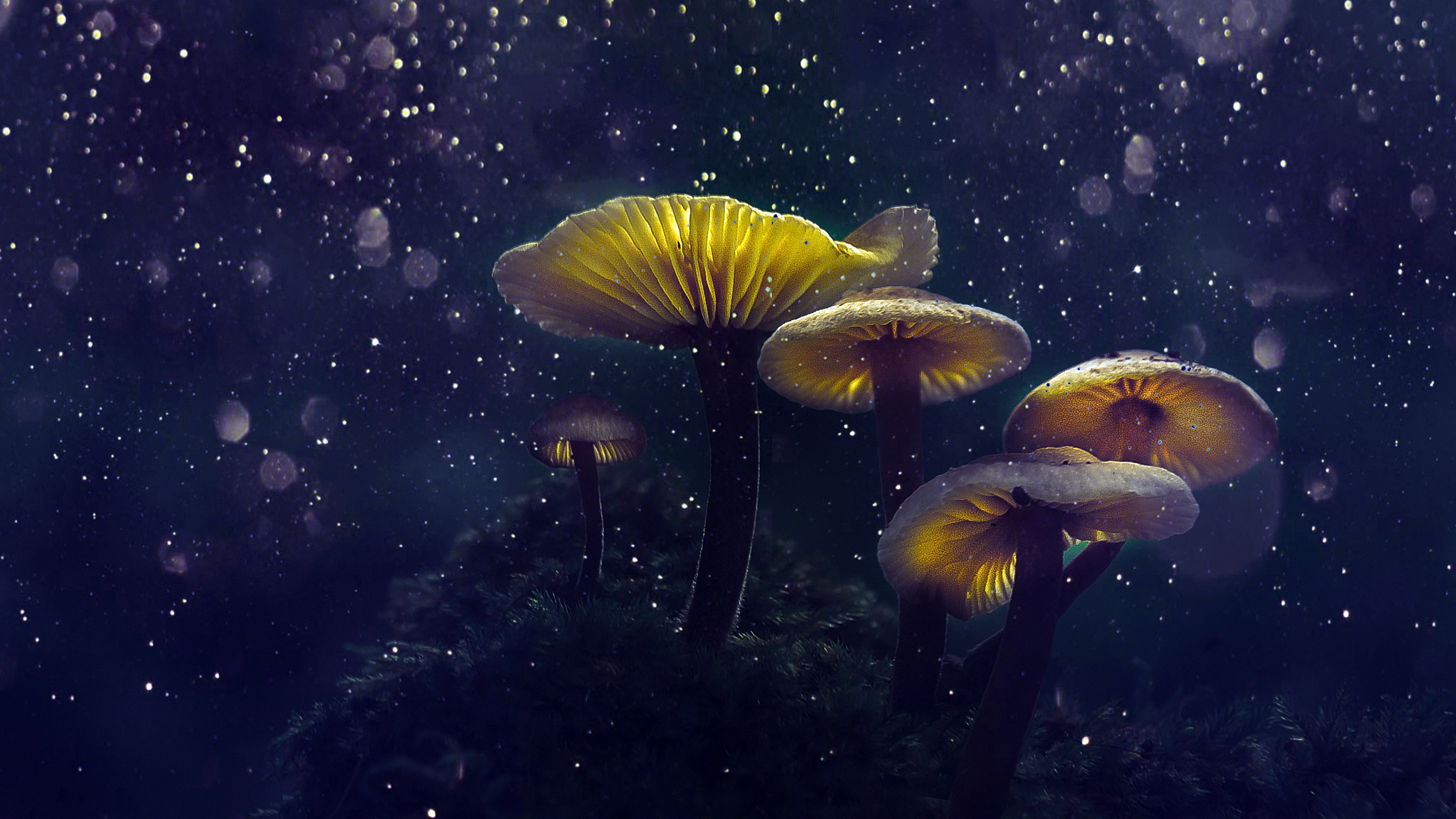 Glowing Mushroom Hd Wallpapers