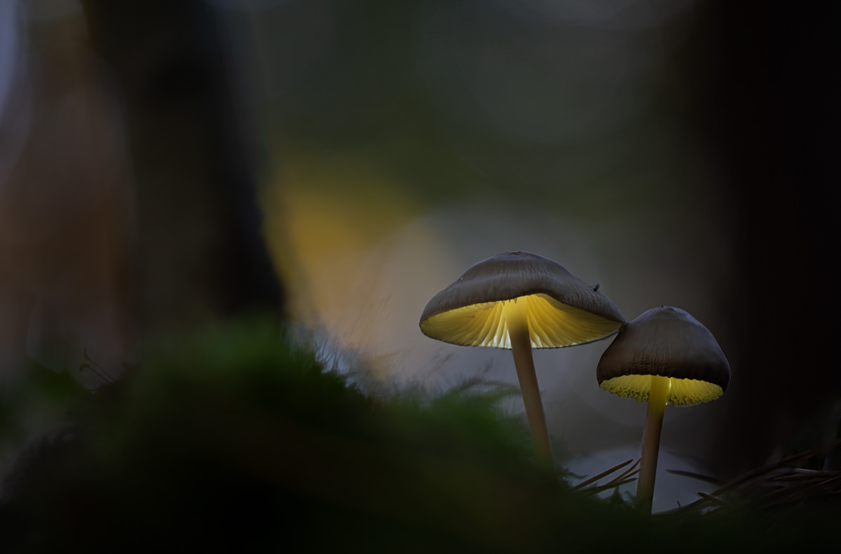 Glowing Mushroom Hd Wallpapers